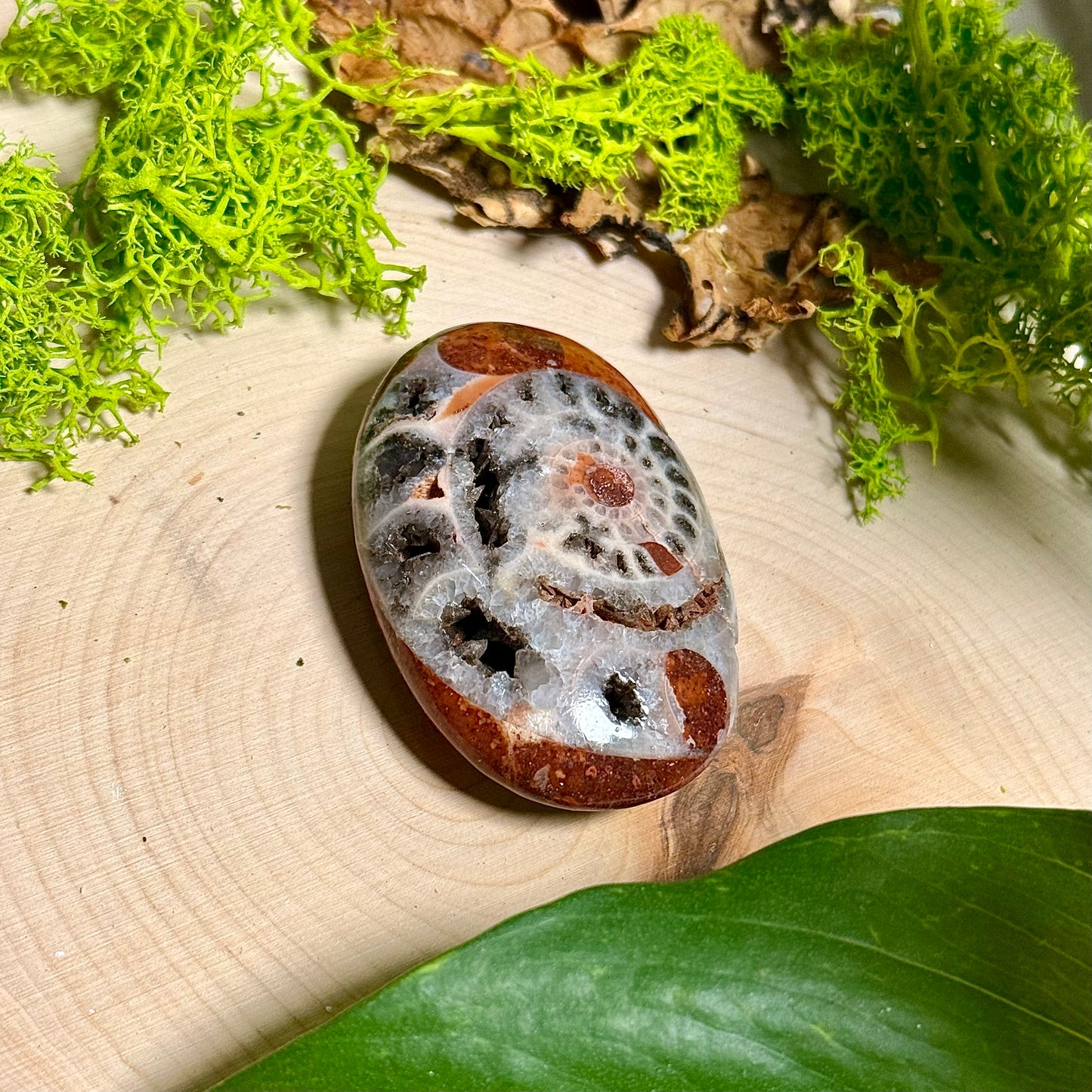 Ammonite Palm Stones