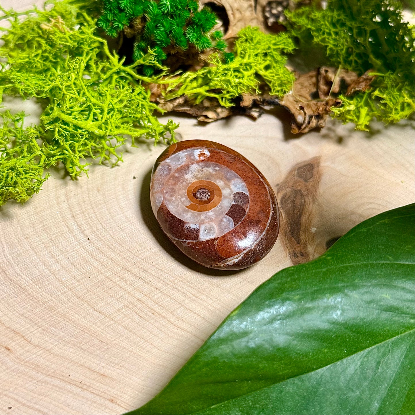 Ammonite Palm Stones