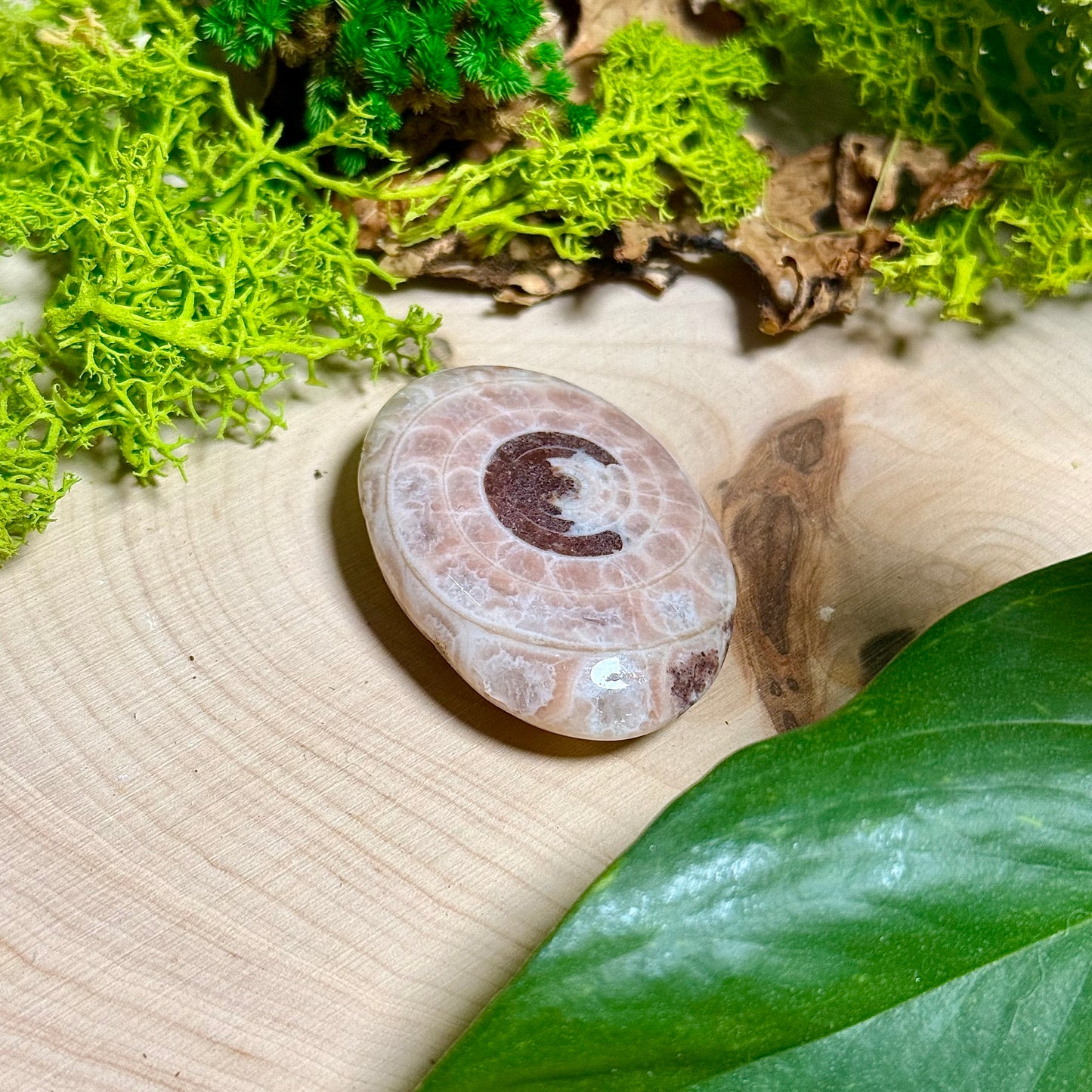 Ammonite Palm Stones