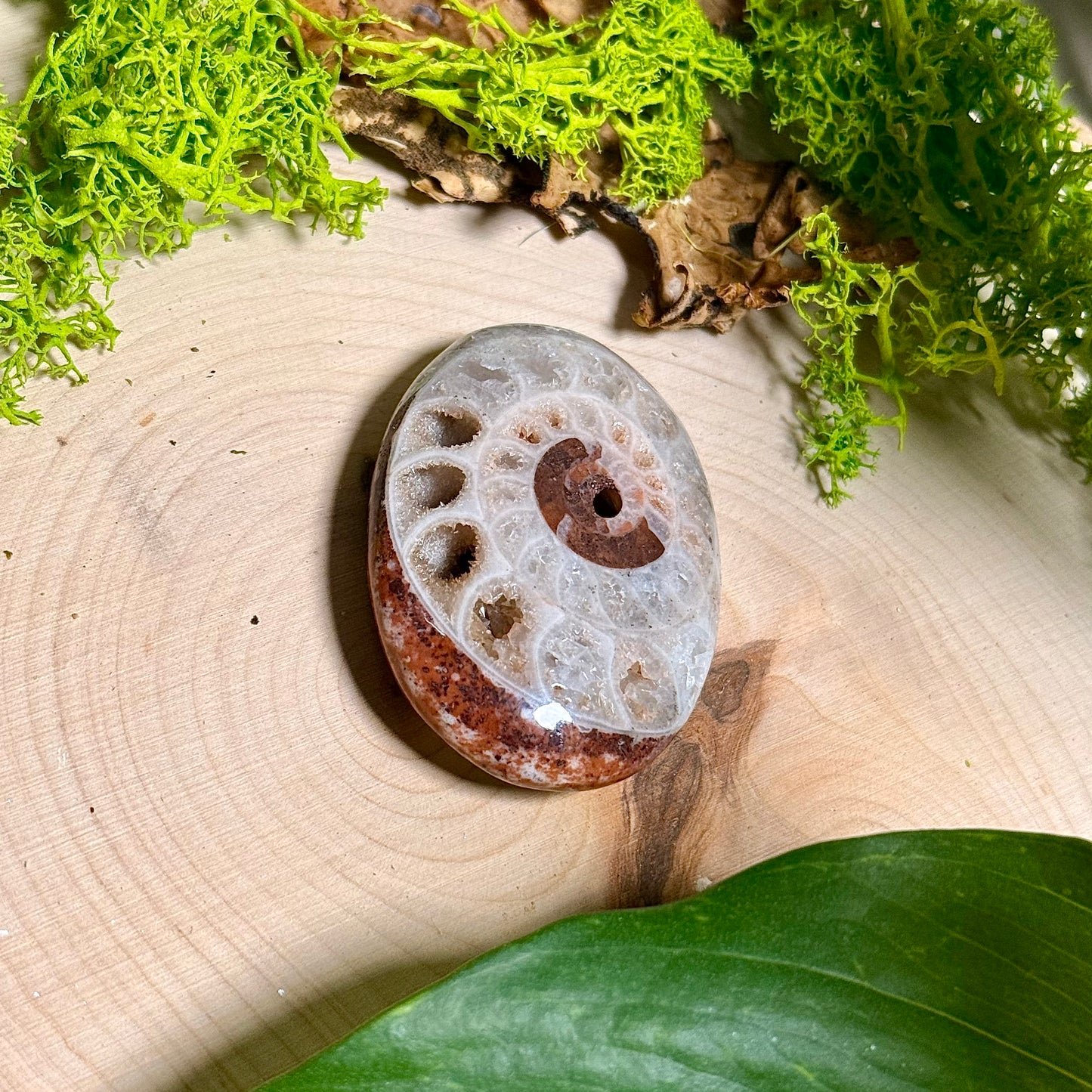 Ammonite Palm Stones