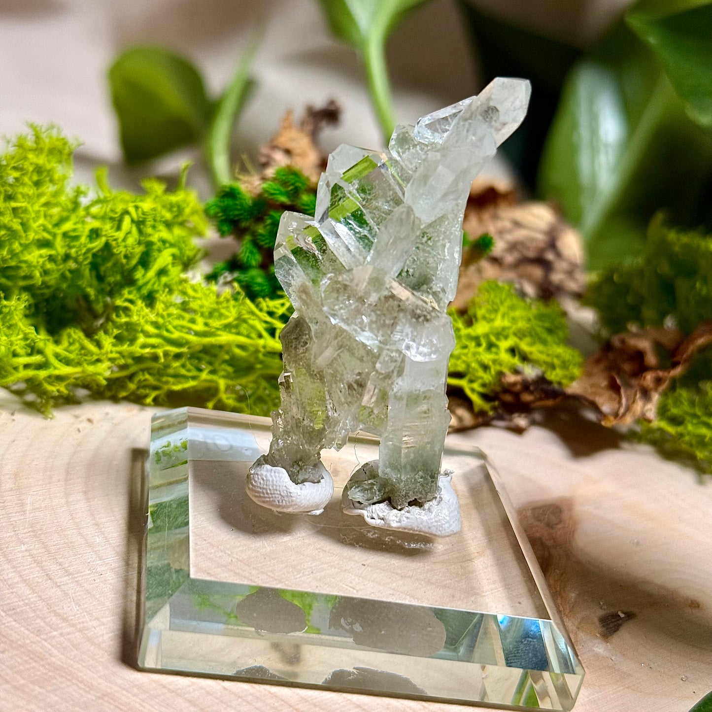 Green Phantom Chlorite Himalayan Quartz Clusters - Pakistan