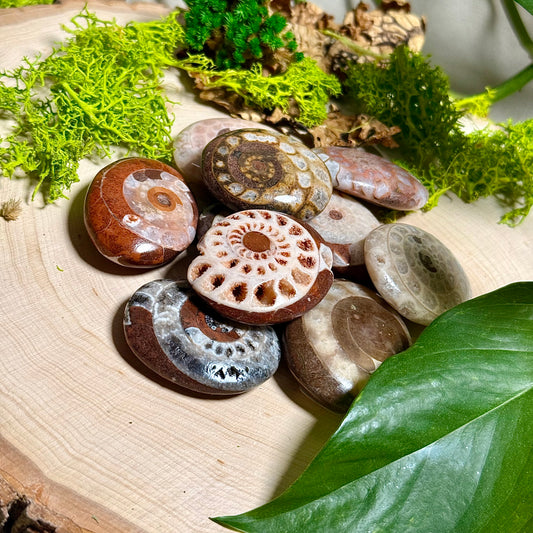 Ammonite Palm Stones