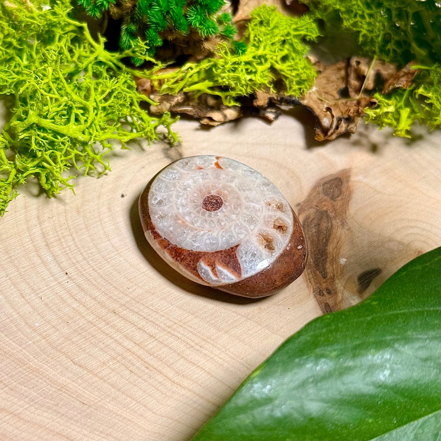 Ammonite Palm Stones