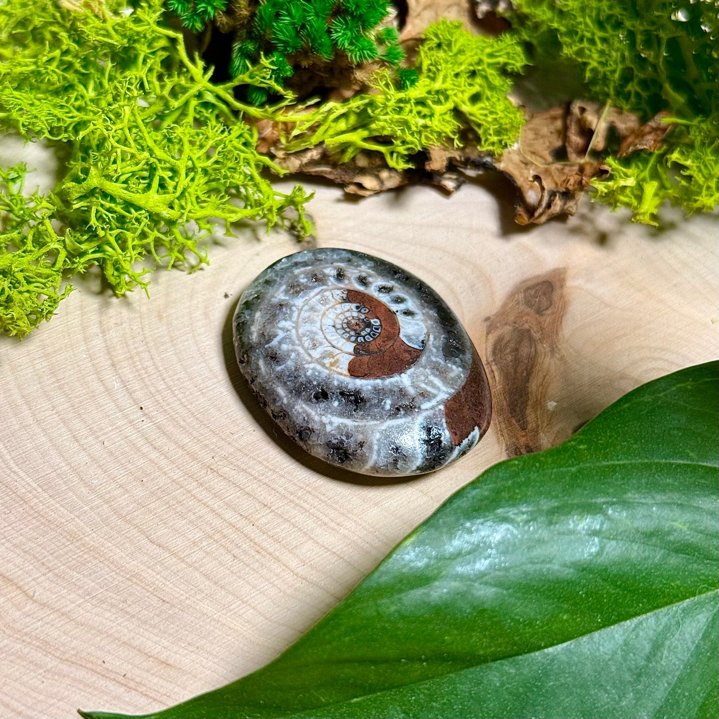 Ammonite Palm Stones