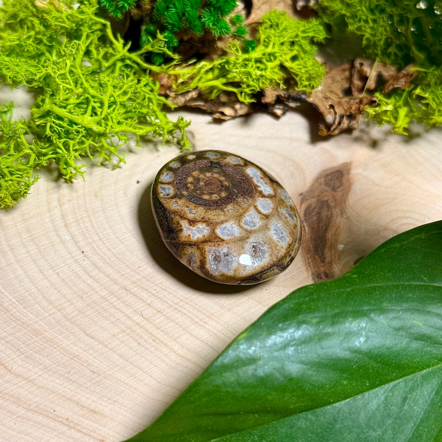 Ammonite Palm Stones