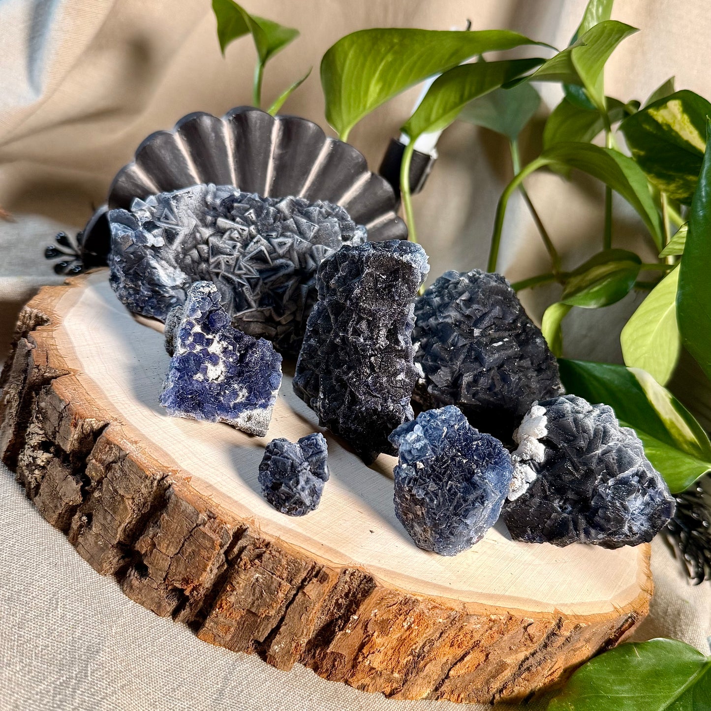 Black Rose Fluorite Specimens