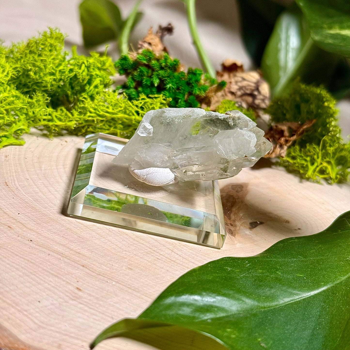 Green Phantom Chlorite Himalayan Quartz Clusters - Pakistan