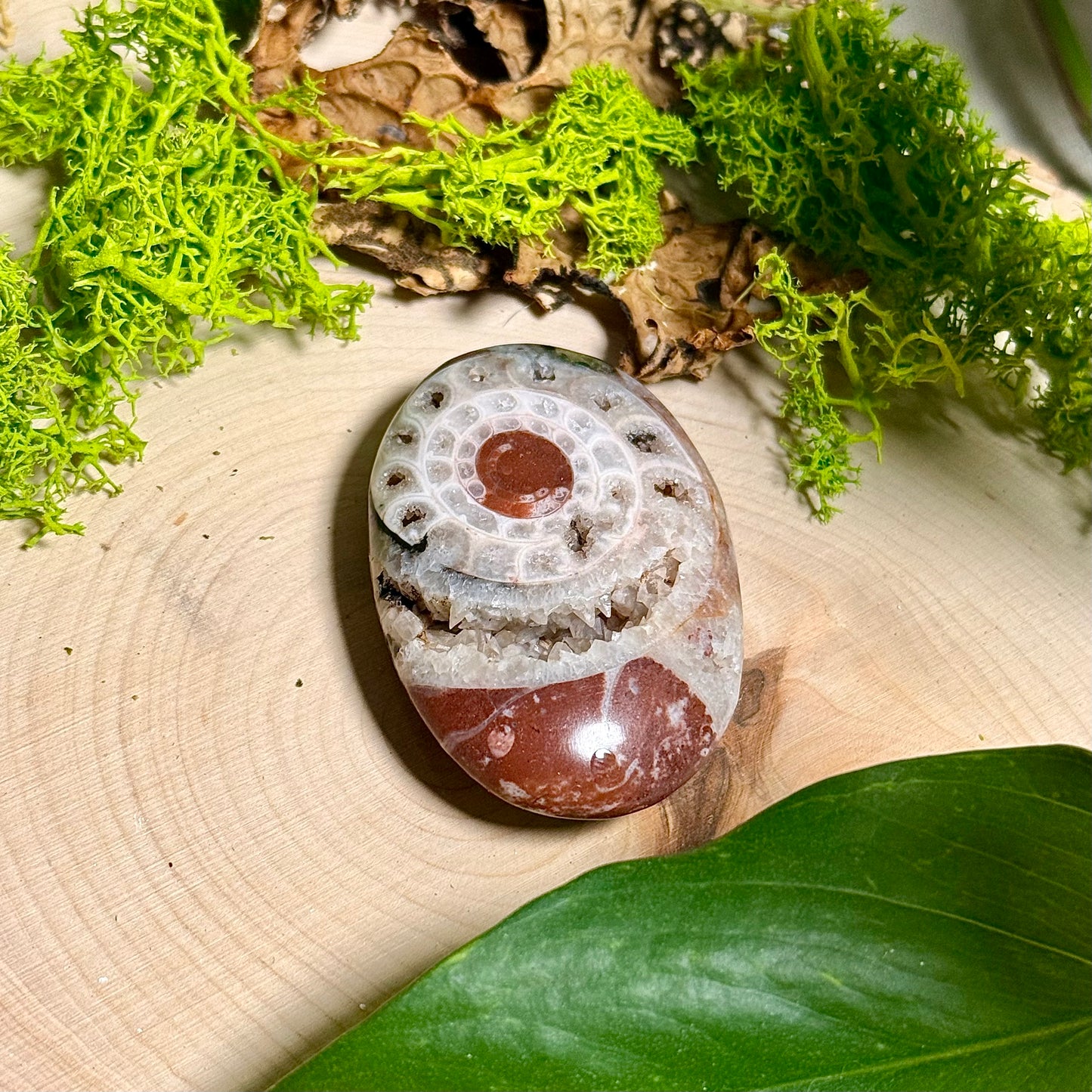 Ammonite Palm Stones