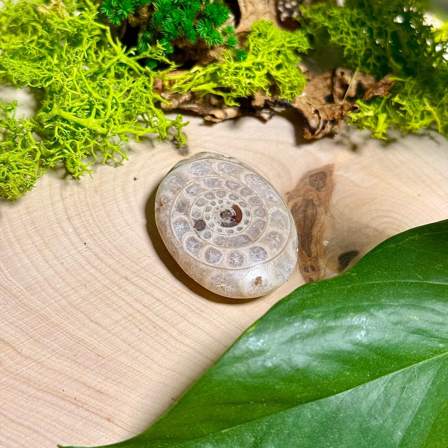 Ammonite Palm Stones