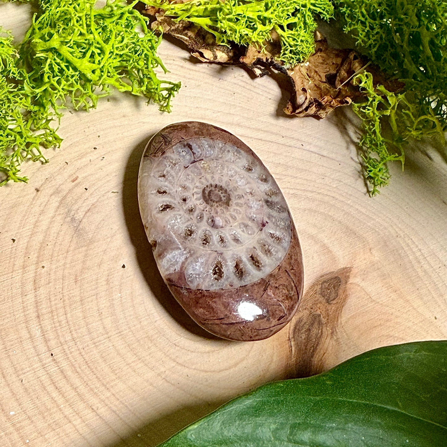 Ammonite Palm Stones