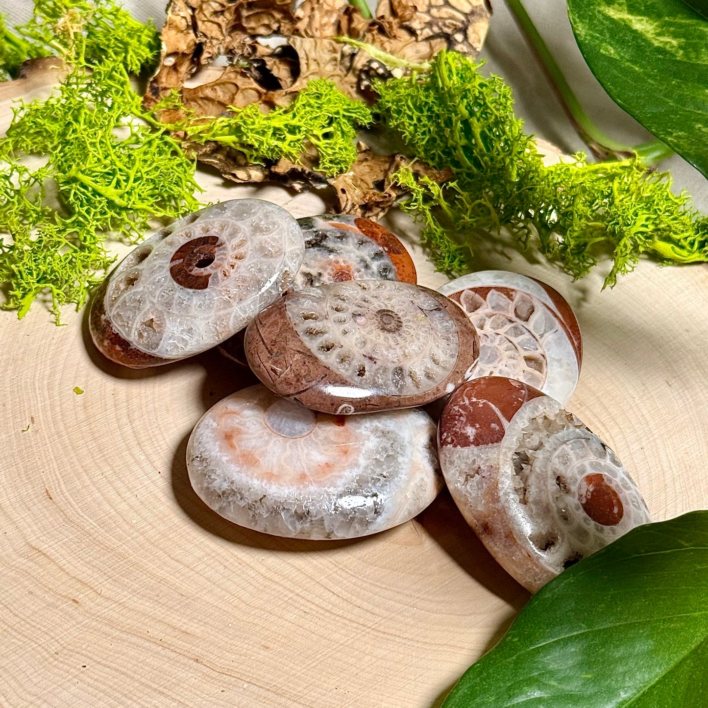 Ammonite Palm Stones