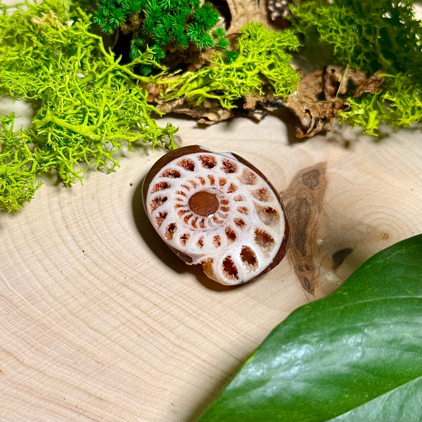 Ammonite Palm Stones