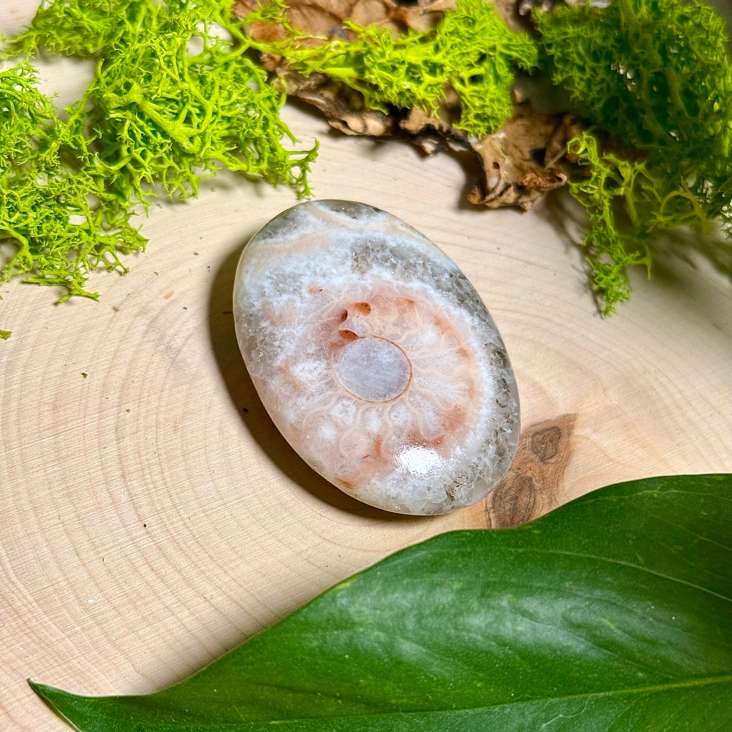 Ammonite Palm Stones