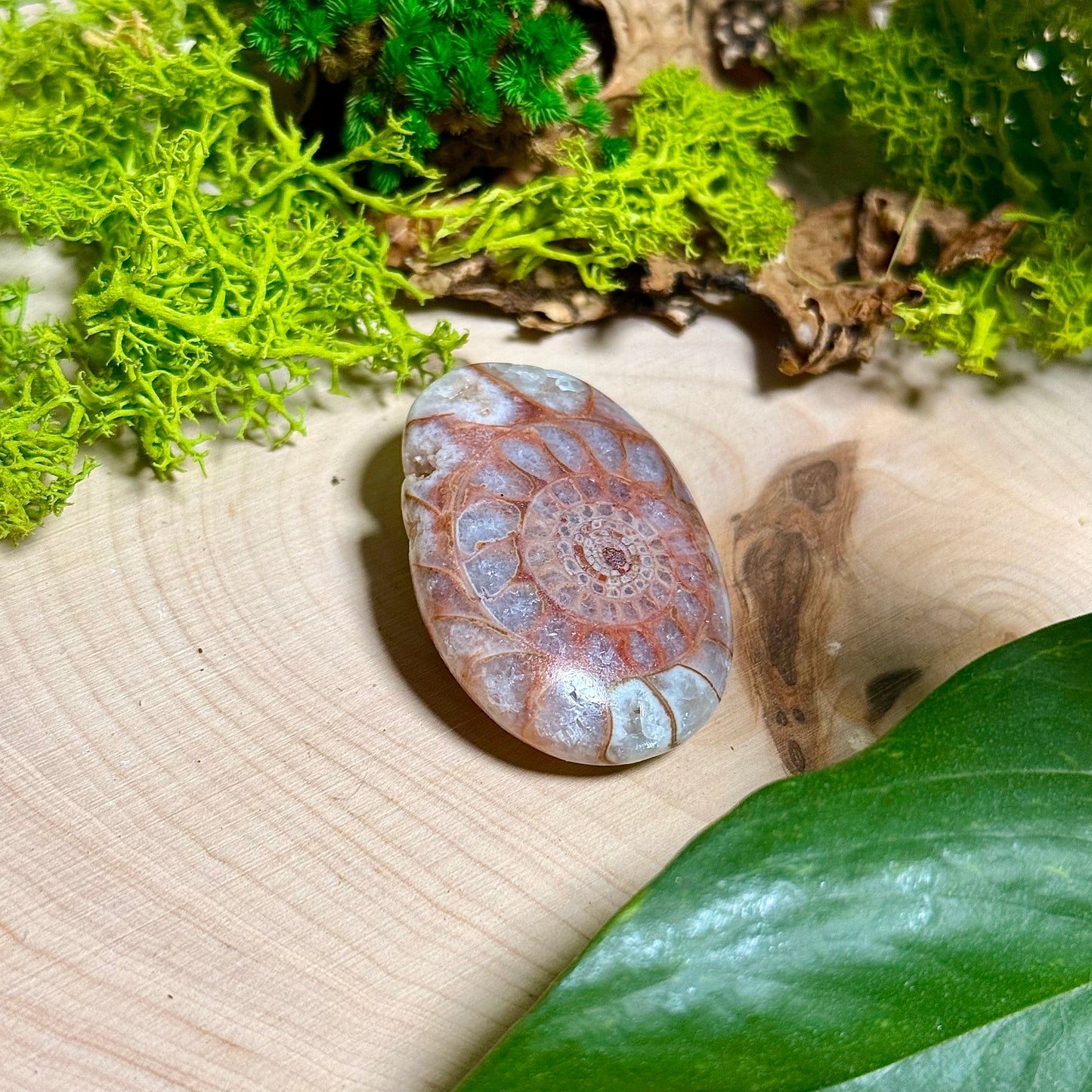 Ammonite Palm Stones